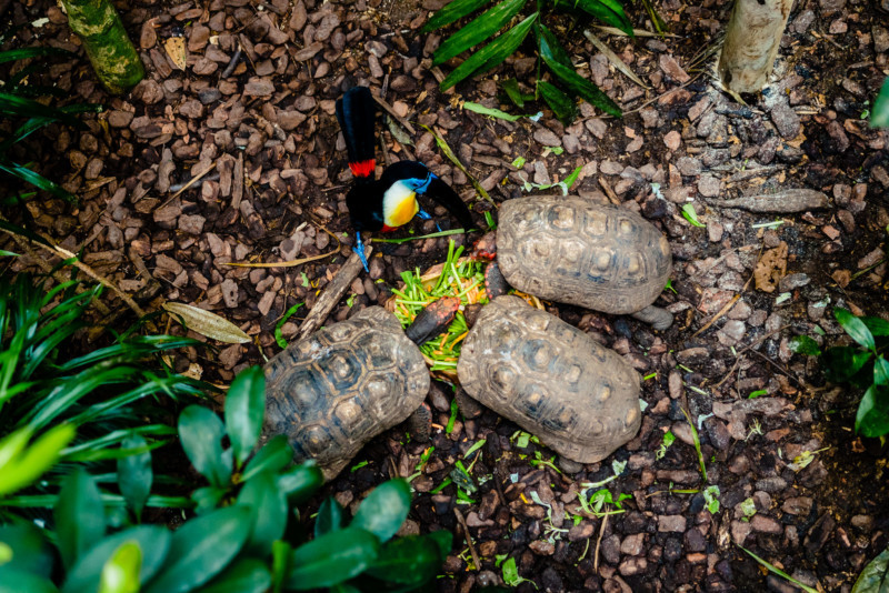 Singapore Zoo 029